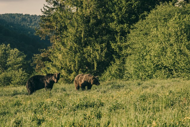 Pruunkarud Rumeenias Karpaatide mäestikus