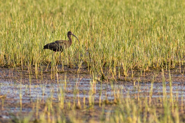 Tõmmuiibis läbi kõrkjate veekogu kaldal jalutamas, Hispaania