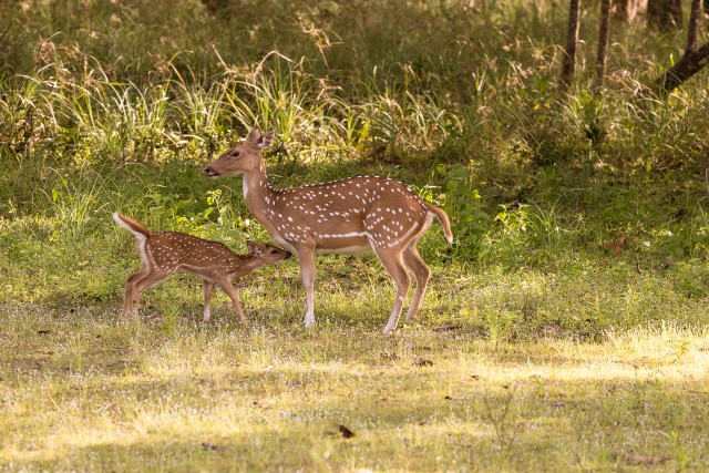 Hirv ja tall aasal, Sri Lanka