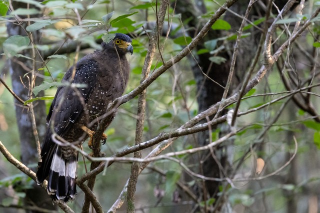 Kotkas Sri Lanka rahvuspargis oksal istumas