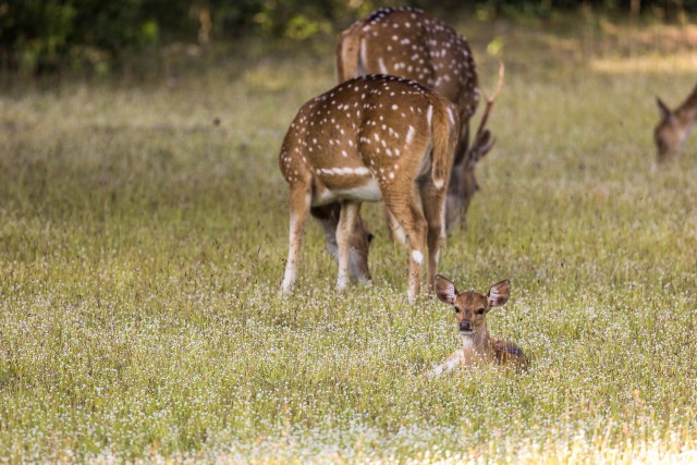Sri Lanka telghirved rahvuspargi rohealal söömas ja puhkamas