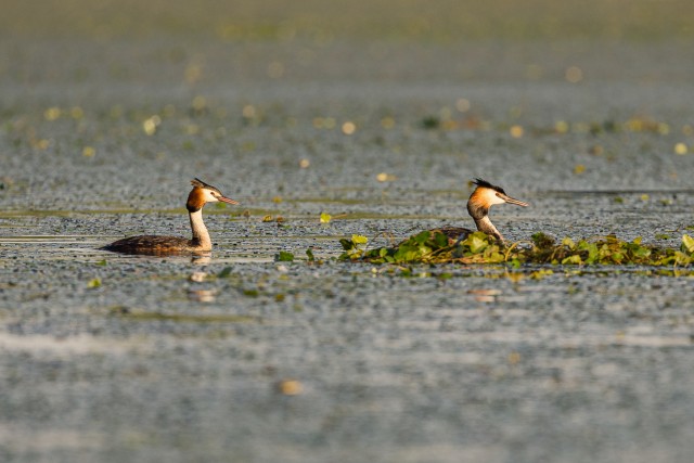 Tuttpütt pardid Doonua delta jõe suudmes, Rumeenia