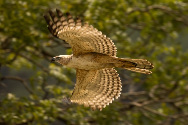 Punasaba viu Sri Lanka rahvuspargis