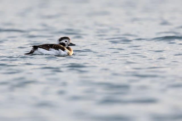 Linnupoeg ja päikeseloojangu peegeldus veel, Norra