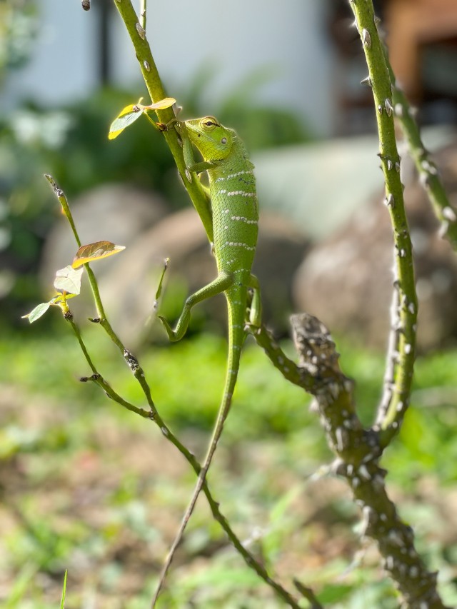 Klappkaelusega kameeleon ronib taime otsa