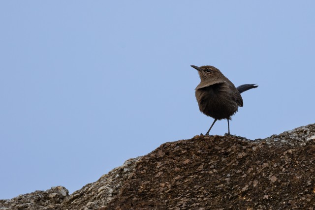 India punarind uhkelt kaamerale poseerimas, Sri Lanka
