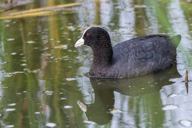 Harilik lauk järvel, Hispaania