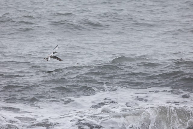 Tormilind tormise mere kohal, Island
