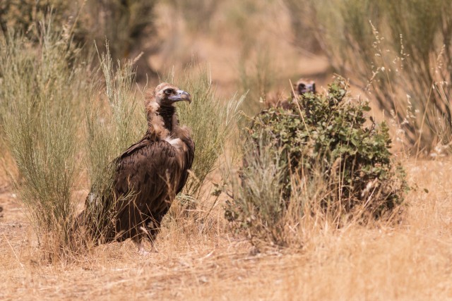 Raisakotkad maapinnal jalutamas, Portugal