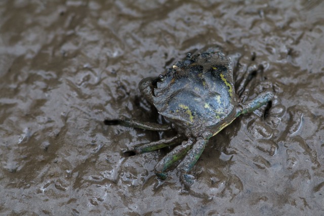 Krabi Portugali märjas rannaliivas, Portugal
