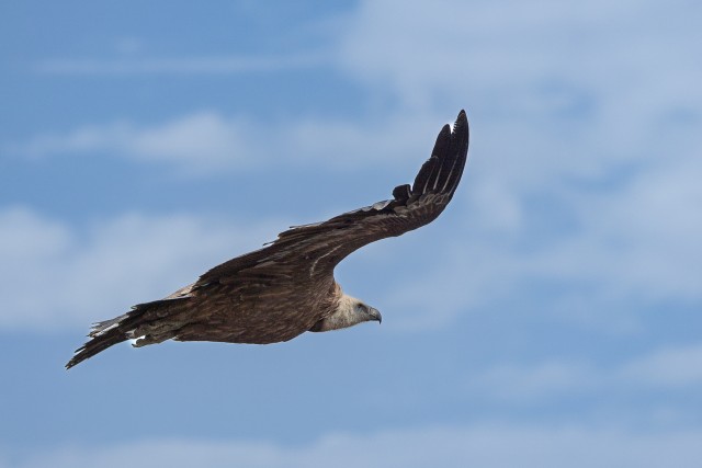 Kaeluskotkas taevavõlvil liuglemas, Lõuna-Prantsusmaa