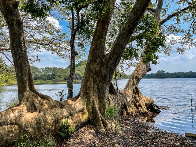 Wilpattu rahvuspargi maastik veekogu ja puudega,  Sri Lanka