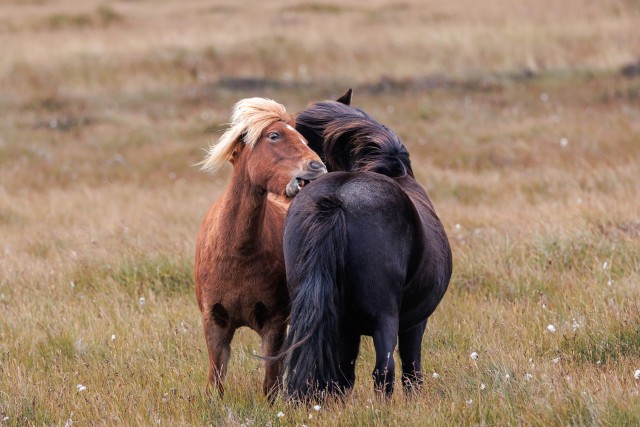 Islandi metsikute hobuste kari aasal