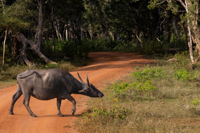 Metsik pühvel Sri lanka rahvuspargis teed ületamas