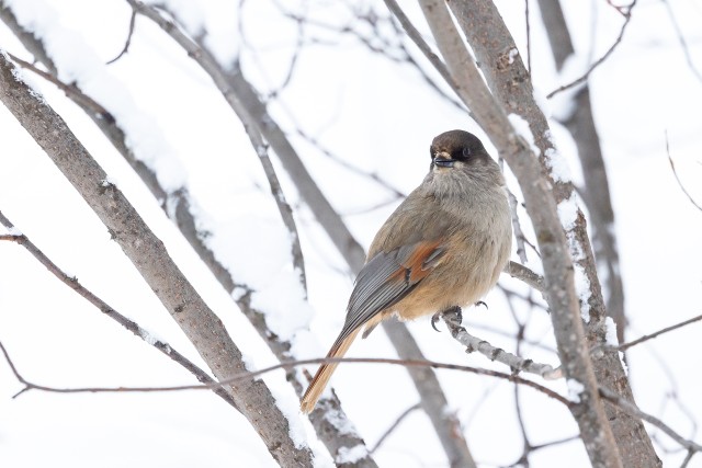 Uudisimulik laanenäär lumisel oksal, Soome