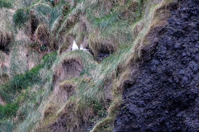 Kajakad mäenõlval pesitsemas, Island