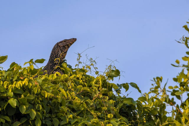 Aasia veemoniaar põõsas sahistamas, Sri Lanka