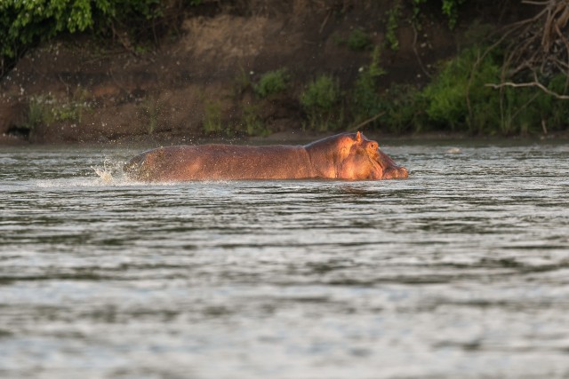 Jõehobu Niiluse jões, Ruaha rahvuspargis vee mõnusi nautimas, Tansaania, Aafrika
