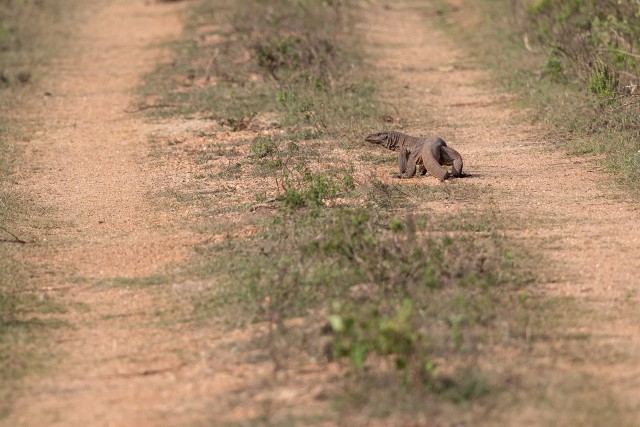 Komodo varaan liivasel teel kõndimas, Sri Lanka