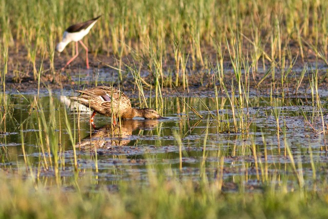 Sinikael-part kaldal vett joomas, Hispaania