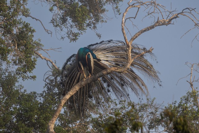 Paabulind Sri Lanka rahvuspargis oksal istumas