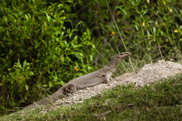 Bengali monitor kivisel kuhjal uudistamas, Wilpattu rahvuspark