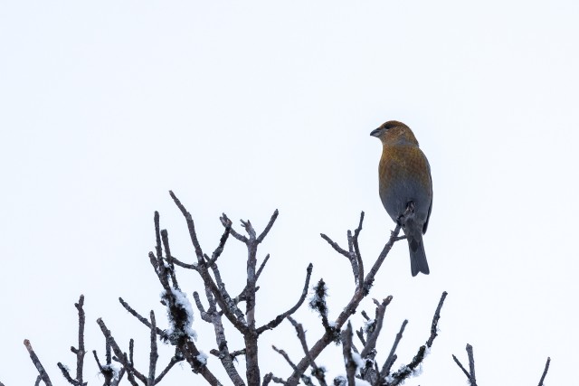 Kuuse-käbilind puu ladval tiibu puhkamas, Soome
