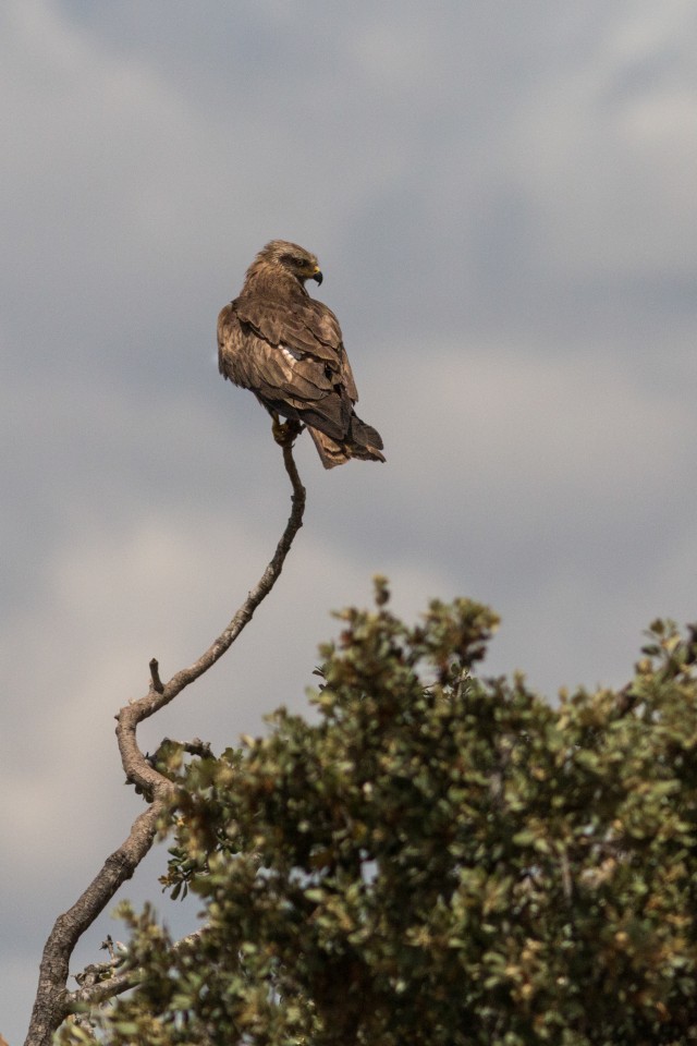 Raisakotkas puu oksal istumas ja jahti pidamas, Portugal