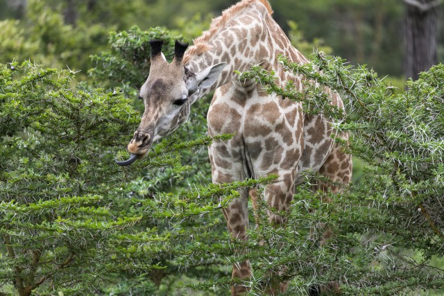 Kaelkirjak Ruaha rahvuspargis söömas, Tansaania, Aafrika