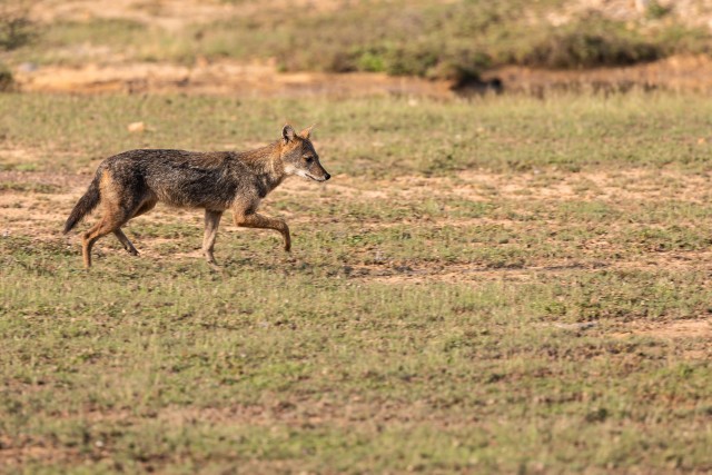 Šaakal Wilpattu rahvuspargis jalutamas, Sri Lanka
