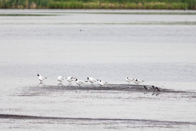 Kajakaparv madalikul Gauja rahvuspargis, Lätis