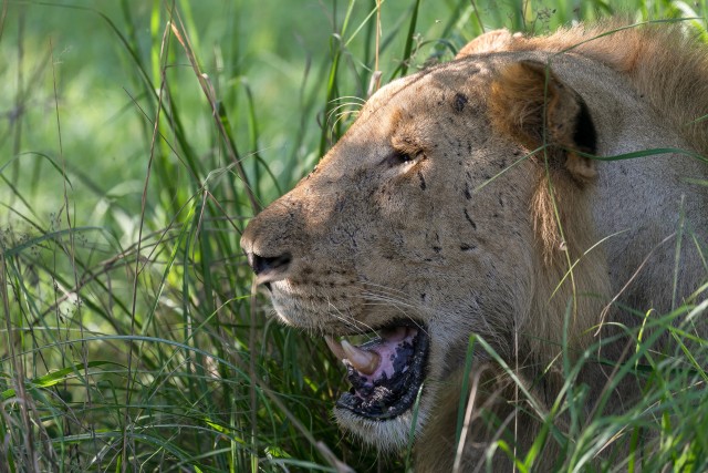 Lõvi Ruaha rahvuspargis pikkade rohukõrte vahel lesimas, Tansaania, Aafrika