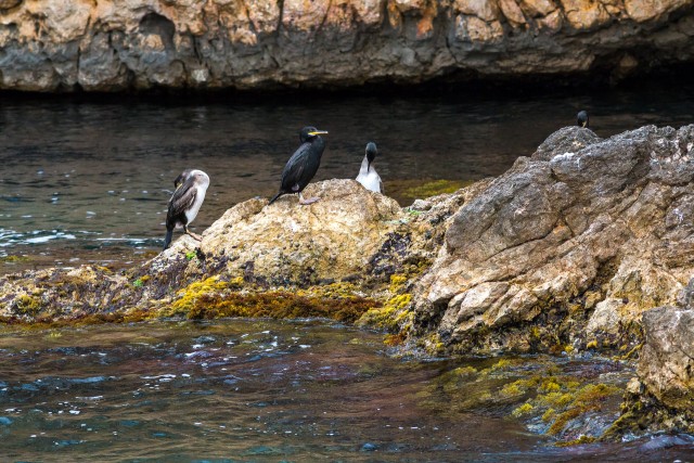 Kormoranid veepiiril asuvatel kivisel maastikul, Costa Bravas, Hispaanias