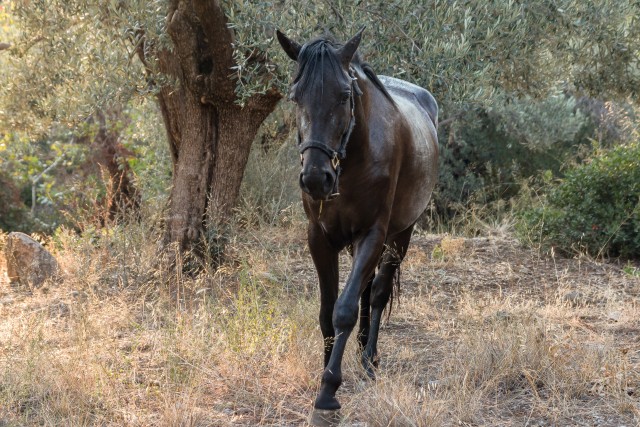 Metsik hobune oliivipuude keskel Kreekas Porose saarel