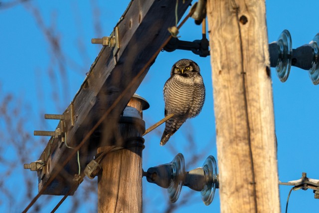 Kull elektriposti otsas uudistamas, Soome