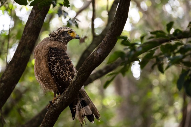Harilik madukotkas Sri lanka rahvuspargis oksal saaki jälgimas
