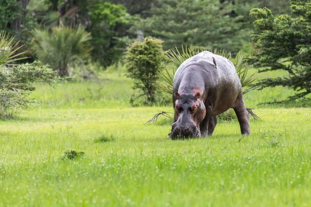 Jõehobu Ruaha rahvuspargi rohumaal söömas, Tansaania, Aafrika