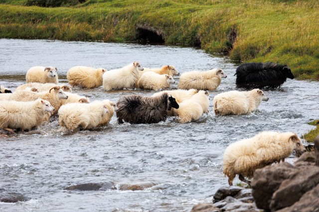 Islandi lambakari jõge ületamas
