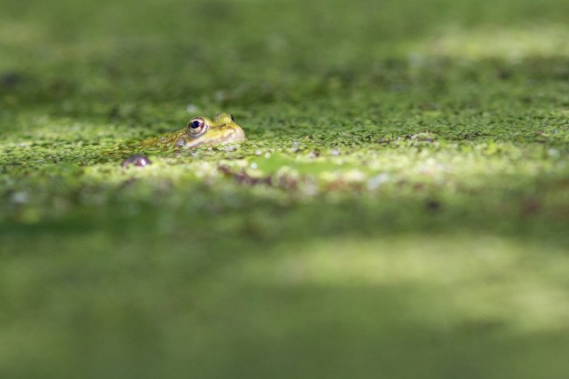 Lähivõte rohelisest konnast vees, Portugal