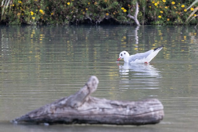 Kajakas järvel ujumas, Prantsusmaa