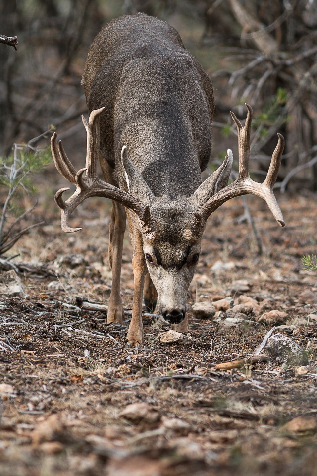 Valgesaba-pampahirv, hirvlaste sugukonda kuuluv sõraline, rahvuspargis, USA