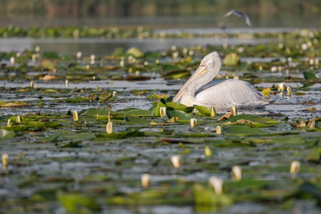 Pelikan vesirooside keskel ujumas, Doonau delta, Rumeenia