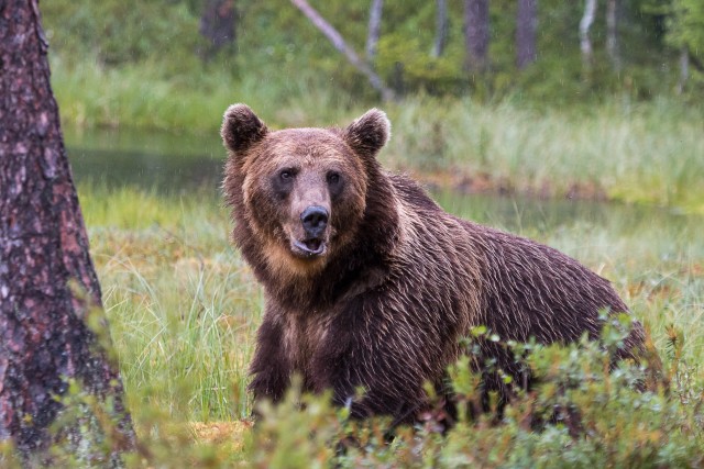 Pruunkaru jõesängi ääres jalutamas, Kuhmo