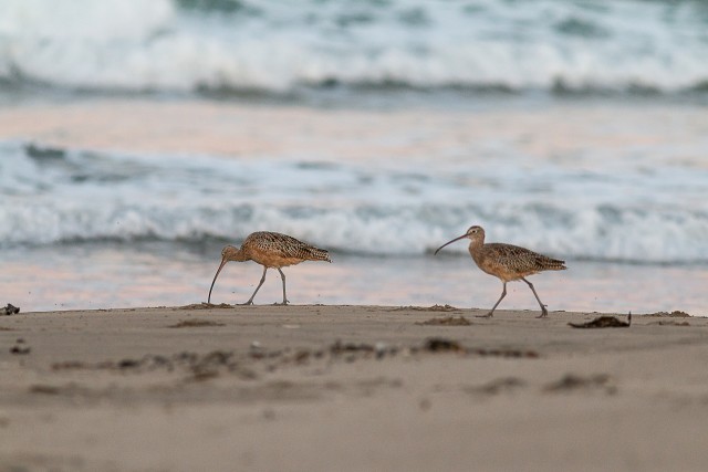 Koovitajad veekaldalt süüa otsimas, California, USA