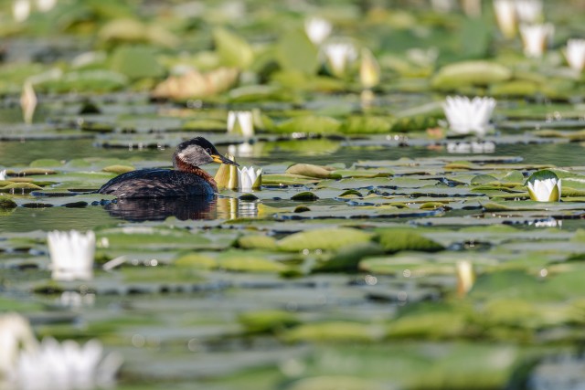 Hallpõsk-pütt Doonau delta jõe suudmes, Rumeenia