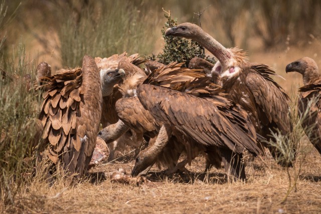 Raisakotkad parvena ümber surnud looma söömas, Portugal