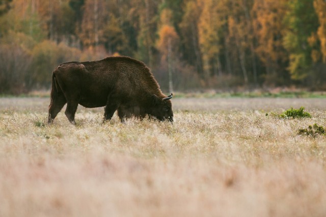 Piison sügisesel aasal söömas, Bieszczady mäestik