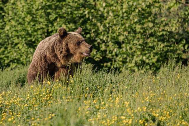 Pruunkaru Rumeenias Karpaatide mäestikus