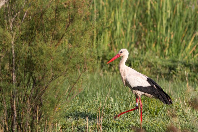 Toonekurg vee kaldal toitu otsimas, Hispaania