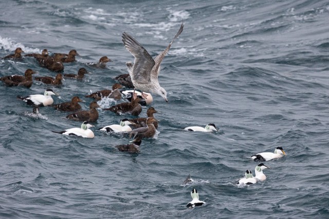 Kajakas linnuparve juurde vette maandumas, Norra